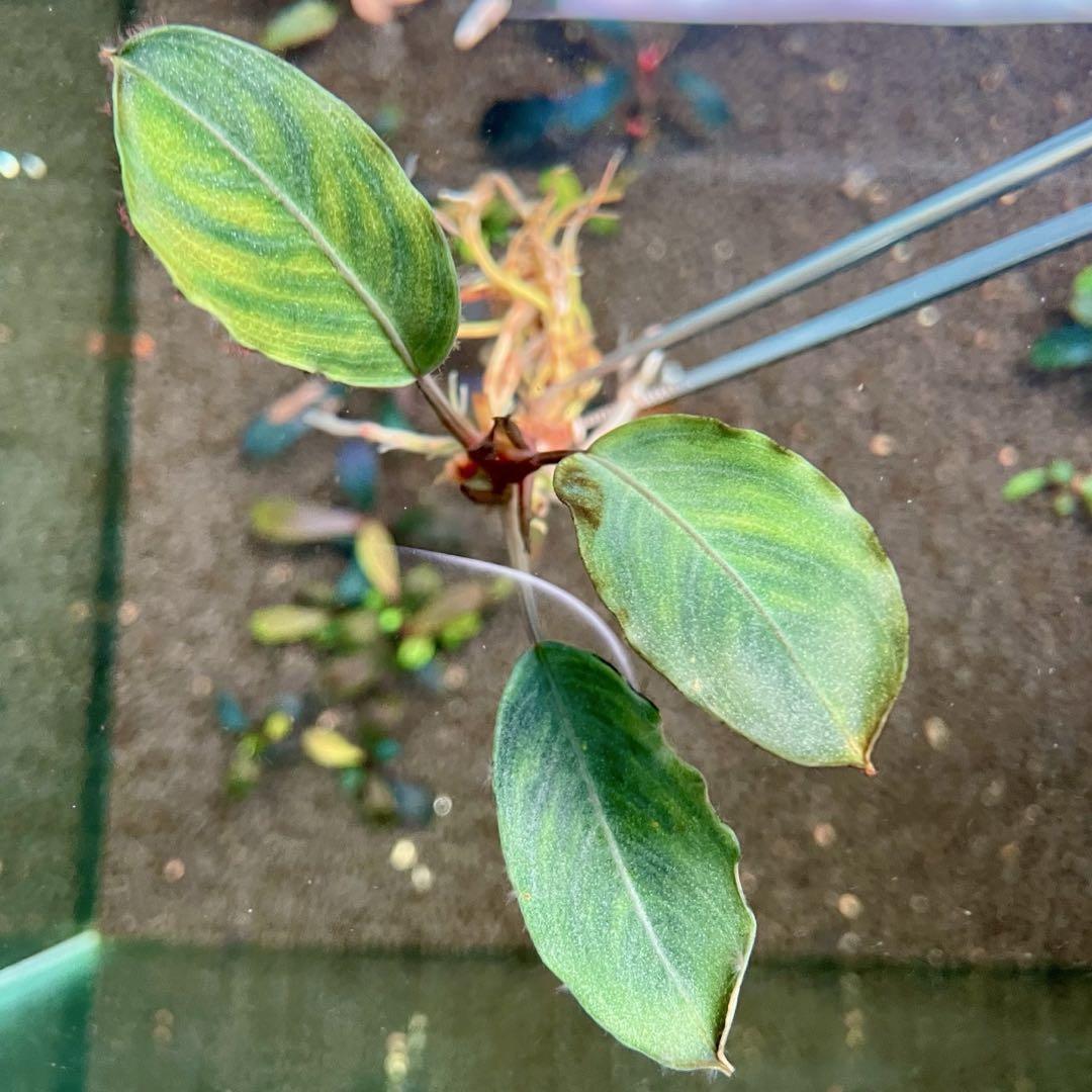 Bucephalandra sp.Pearl gray （水中葉） Bucephalandra sp.Pearl gray 水中葉 - メルカリ