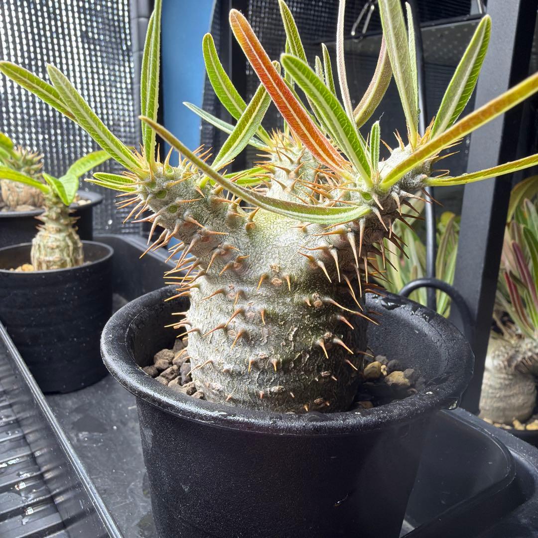 パキポディウムグラキリス