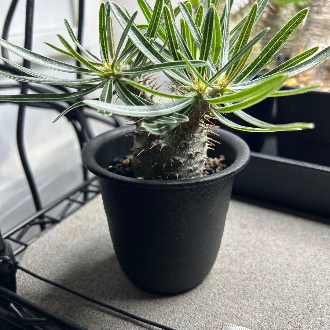 パキポディウムグラキリス 実生10目立った傷や汚れなし