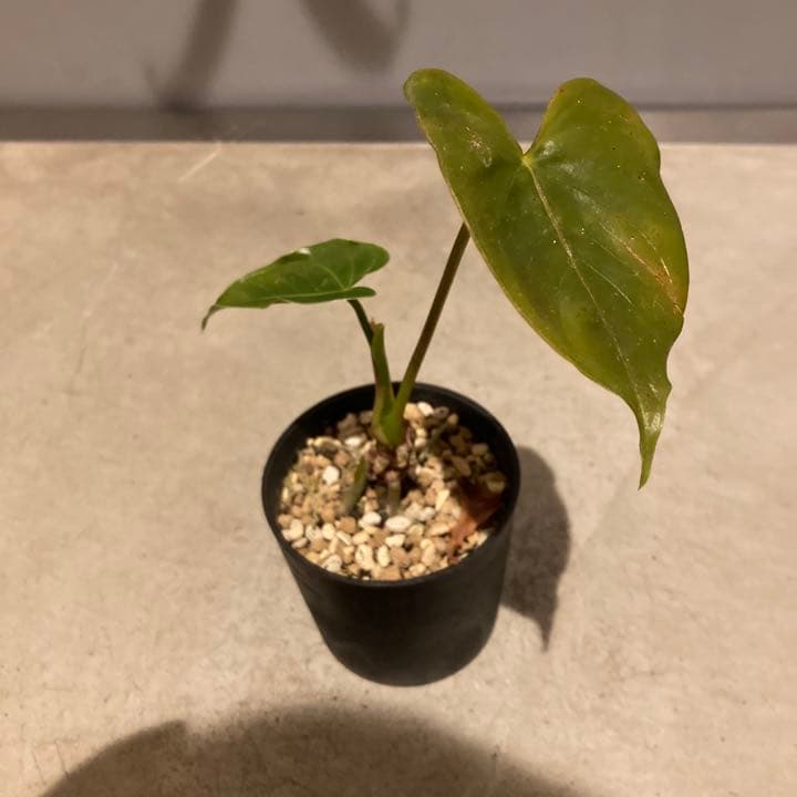 割引も実施中 観葉植物 ミニアンスリウム:サクセスレッド 赤 2.5号