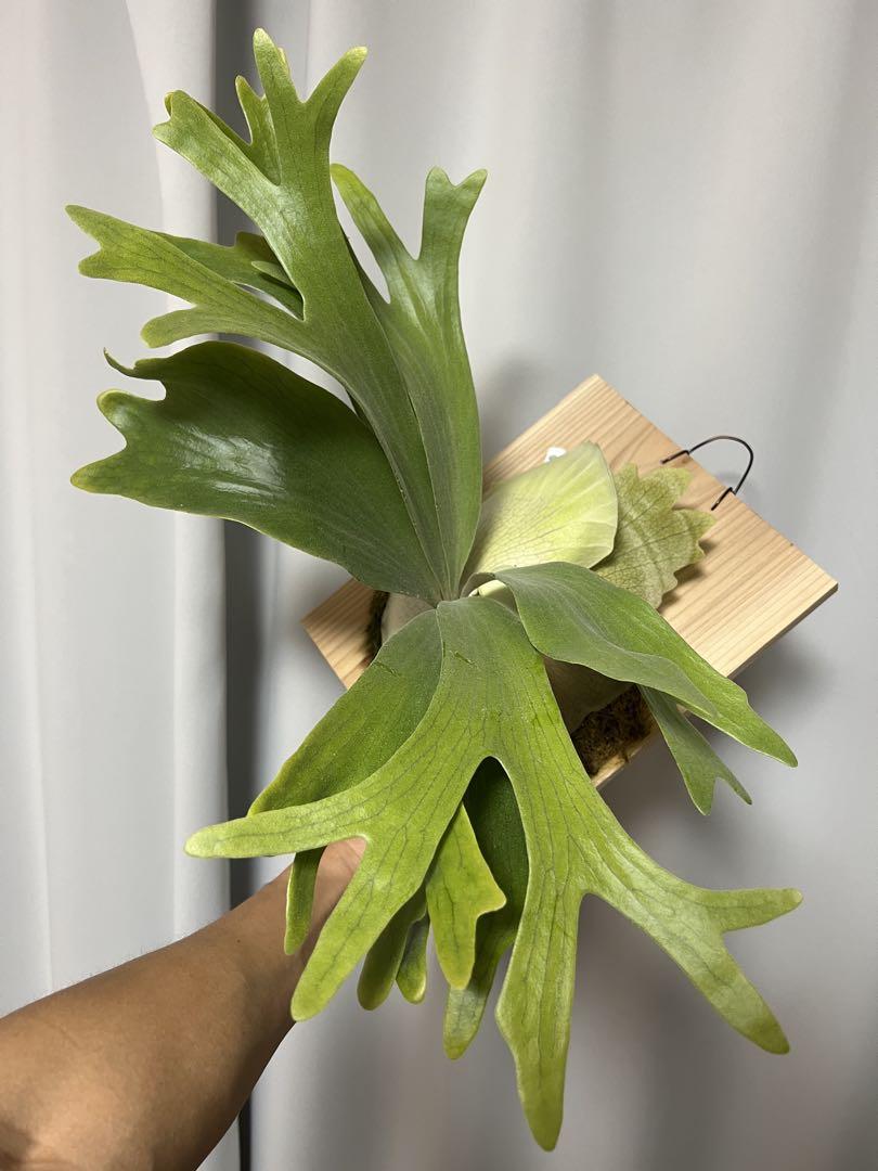 P.silky white ビカクシダ Platycerium