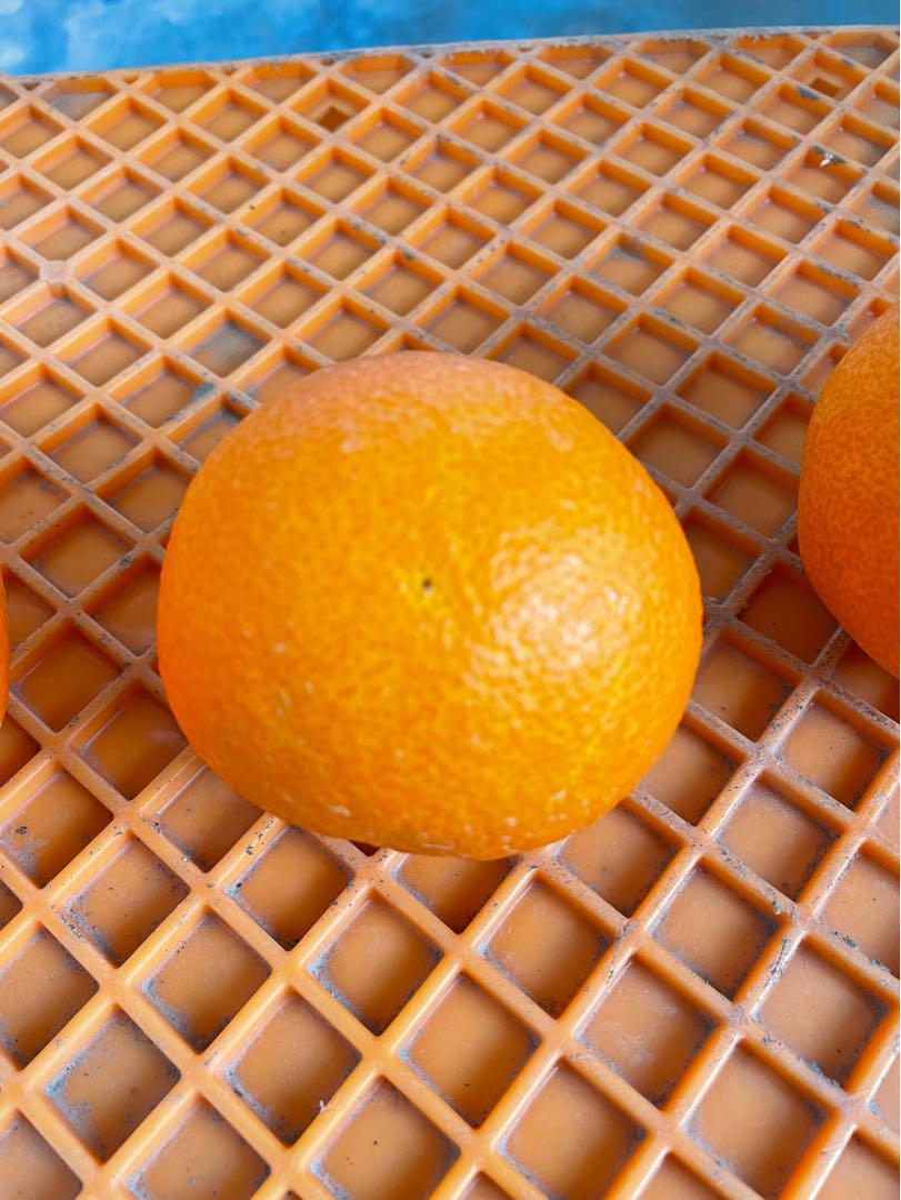 農家直送！愛果28号→わけあり5kg✖️2