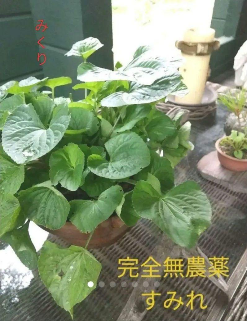 やや訳あり【完全無農薬】 すみれ スミレ 抜き苗 お得な大容量！