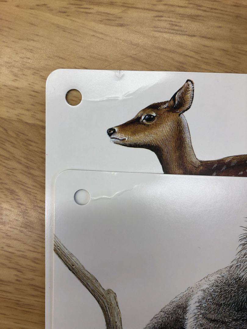 動物