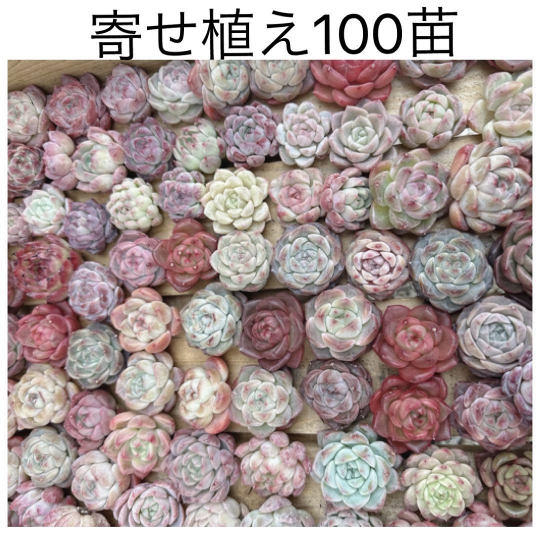 寄せ植え100苗セット　カット苗詰め合わせ　多肉植物　エケベリア