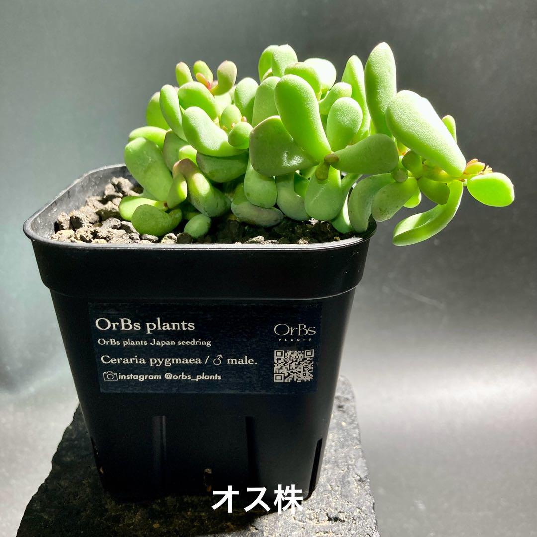 国内実生株】ケラリアピグマエア オスメス セット販売 雄株 雌株