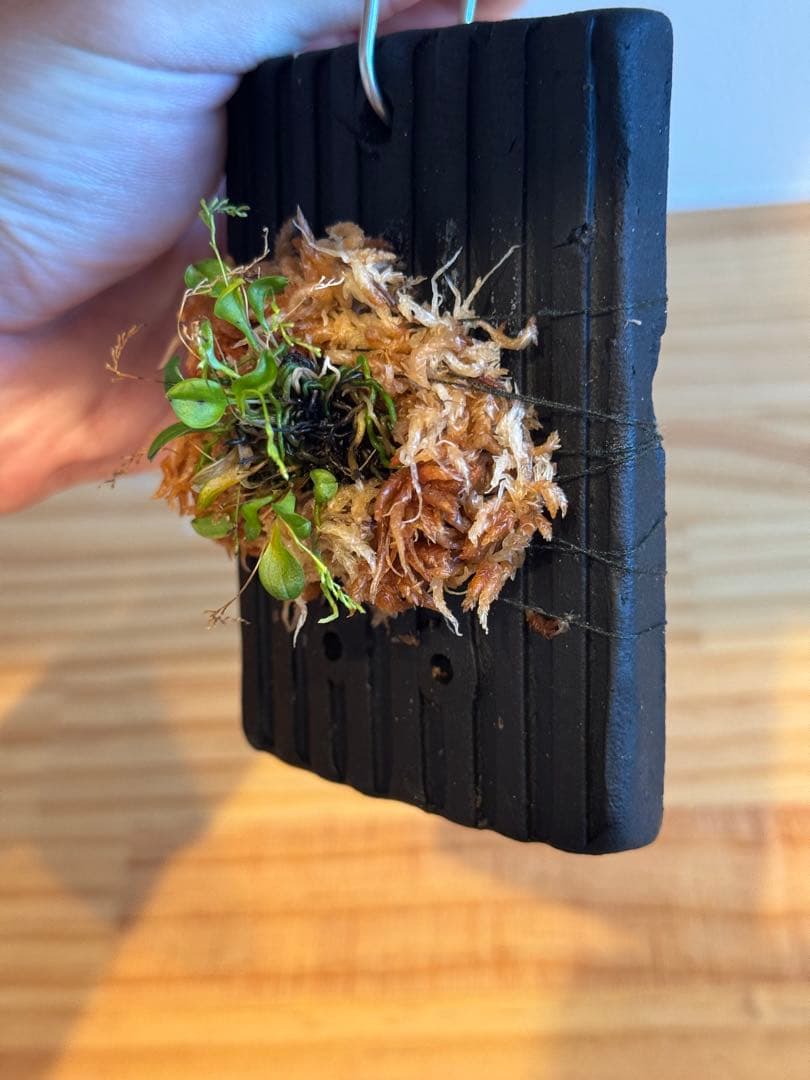 レパンテス テリポゴニフローラ テラプレート付