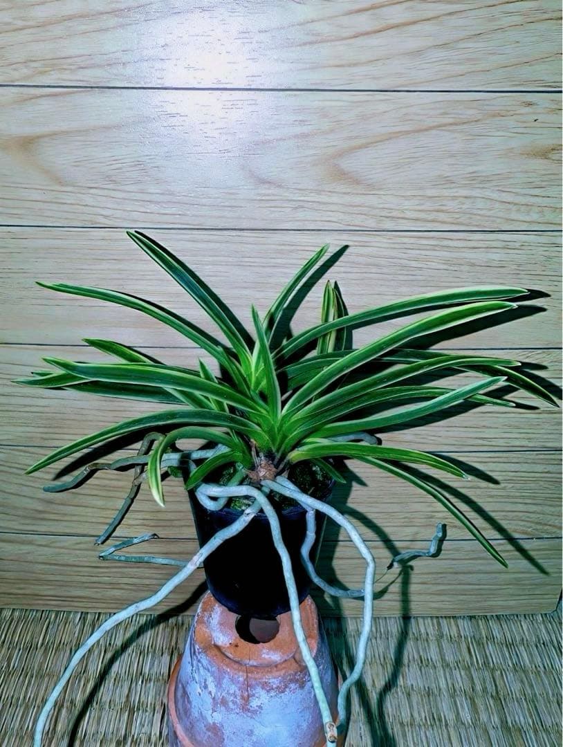 富貴蘭「匂威」展示向け最上柄大株立ち 富貴蘭「匂威」展示向け最上柄大株立ち