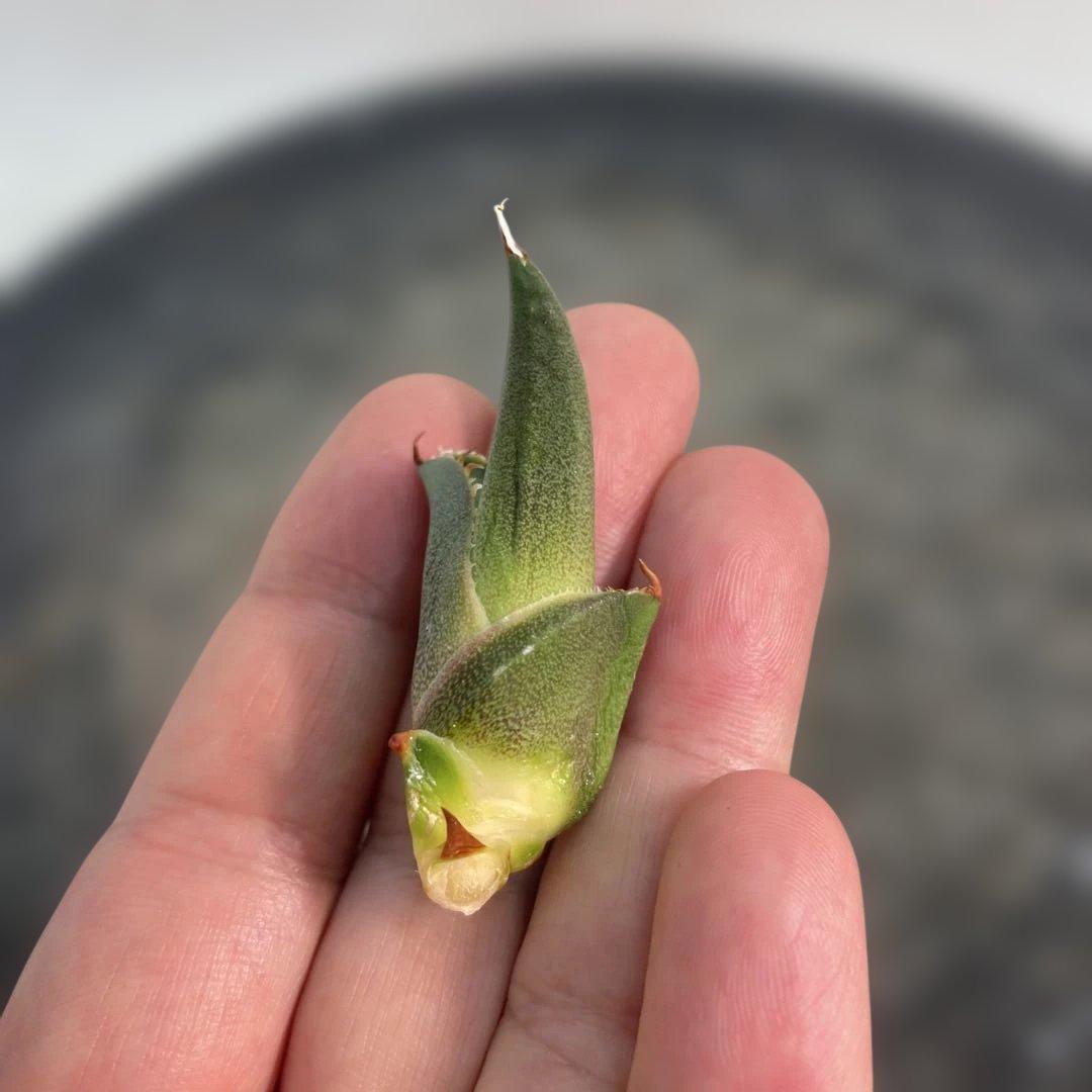 アガベ　オテロイ　子株出品　チタノタ