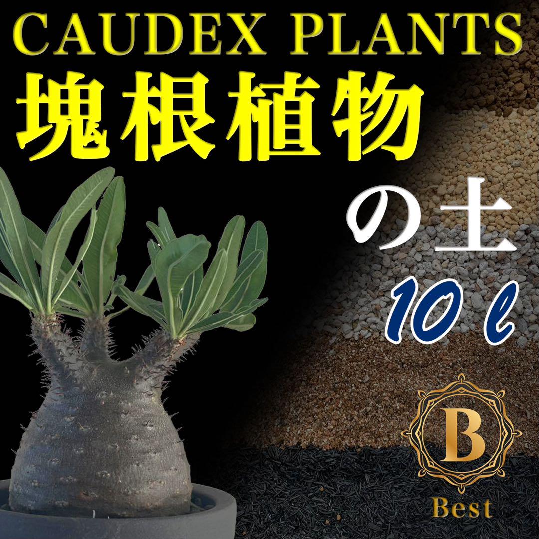 塊根植物の土　Best10㍑培養土　パキポディウム・アデニウム等　グラキリス