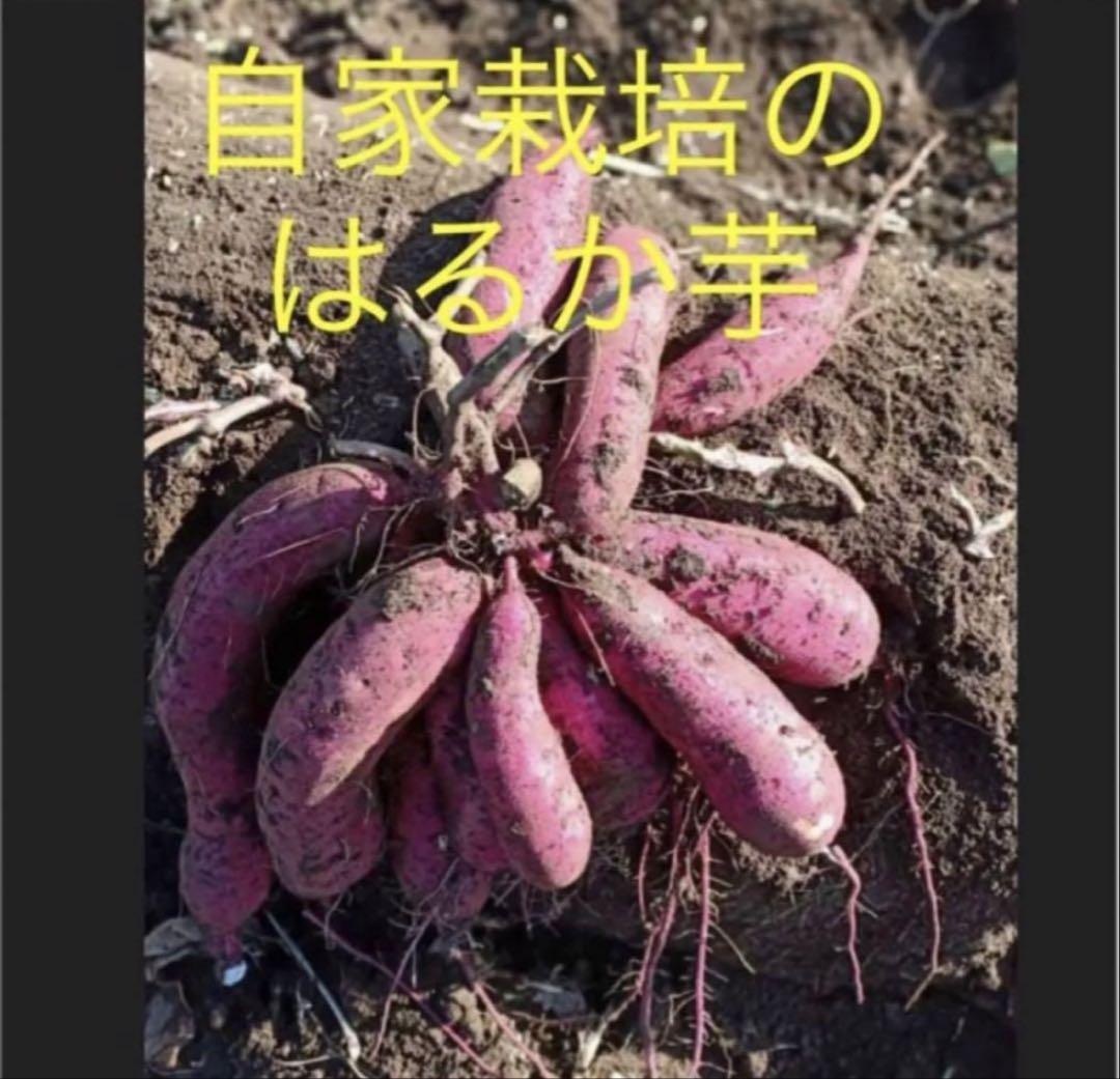 ベニはるか芋苗ー300本セール