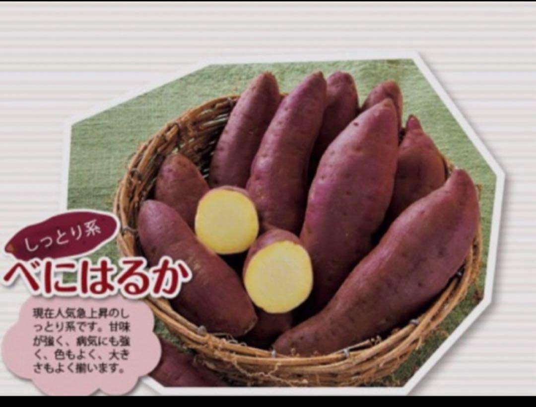 ベニはるか芋苗ー300本セール