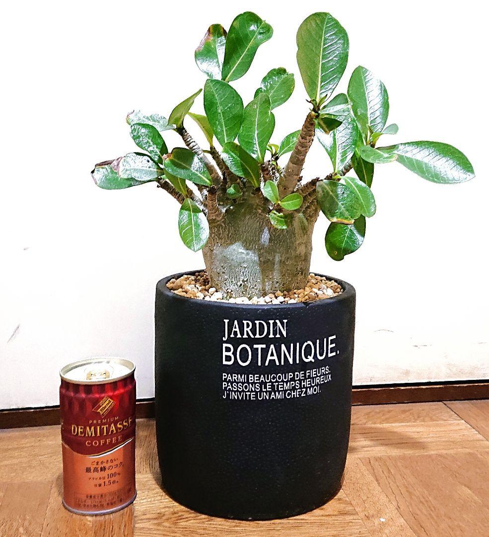 アデニウム モンスター