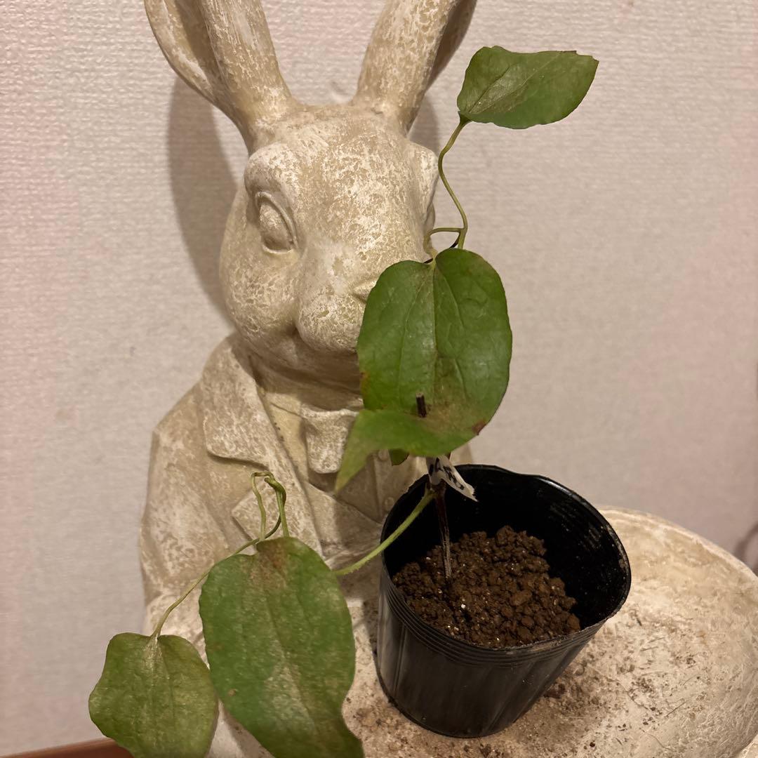 フリルが可愛いクレマチス苗