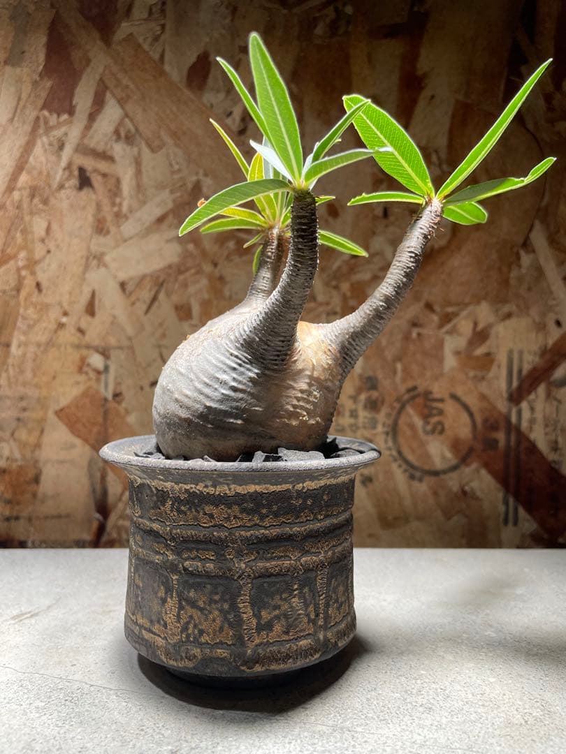 dairoku鉢付き目立った傷や汚れなし