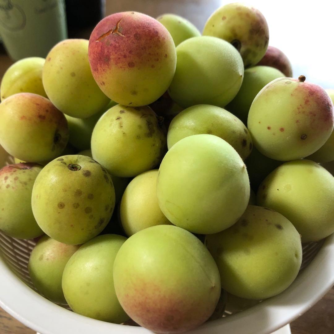 まむこ様専用 無農薬青梅 小さめ 【値下げ】 astroglide-latam.com