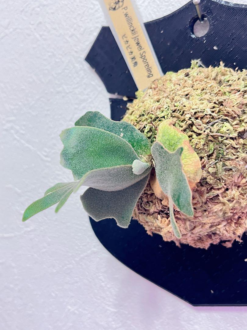 ビカクシダ P.willinckii ´Jewel´ spore ビカクシダ P.willinckii ´Jewel´ spore