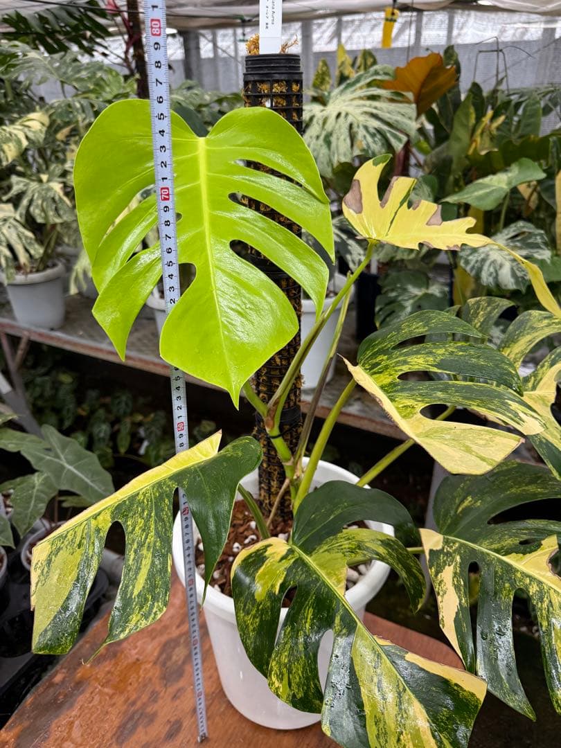 モンステラ ボルギシアナ オーレア 黄斑入り 180cm梱包