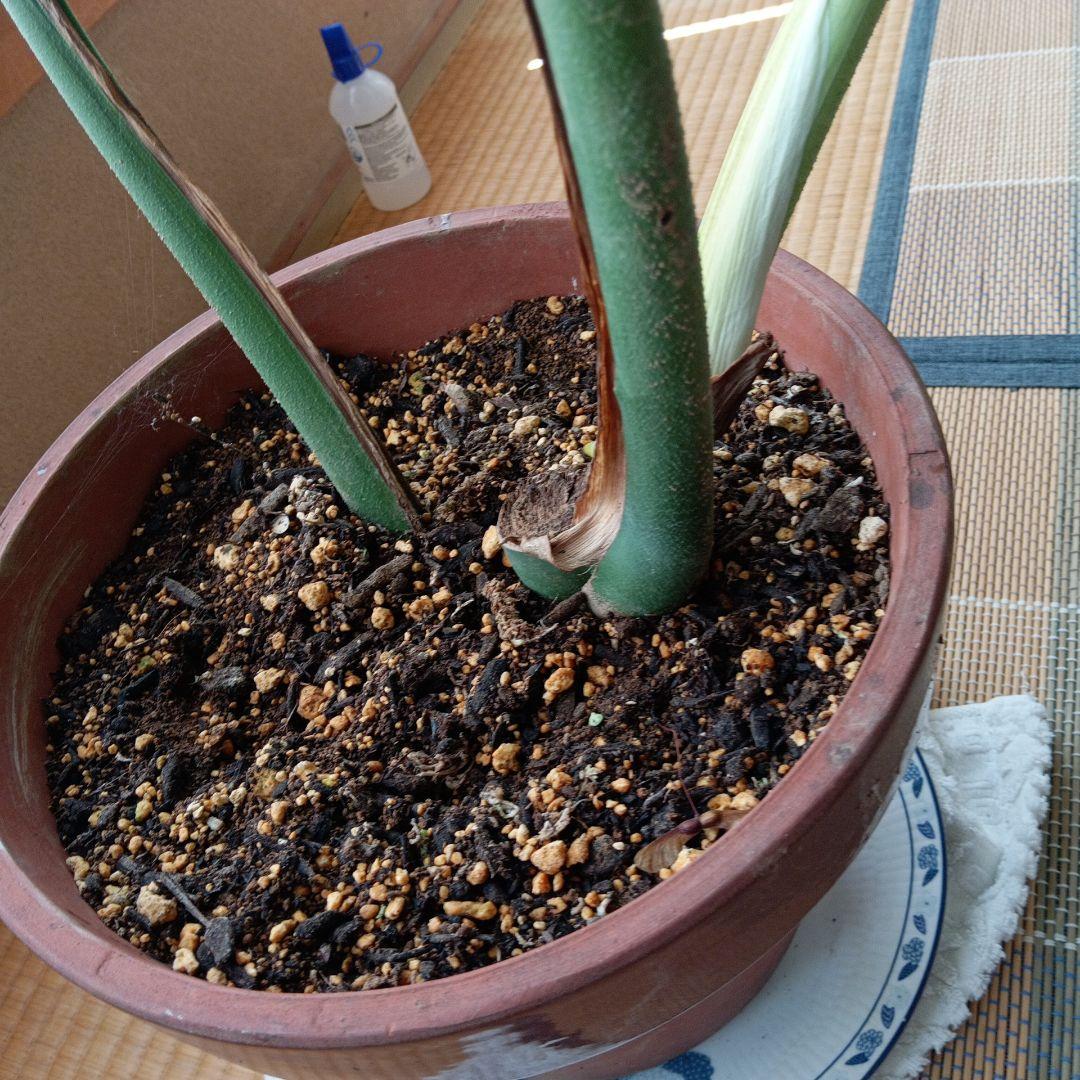 モンステラ・大きな葉