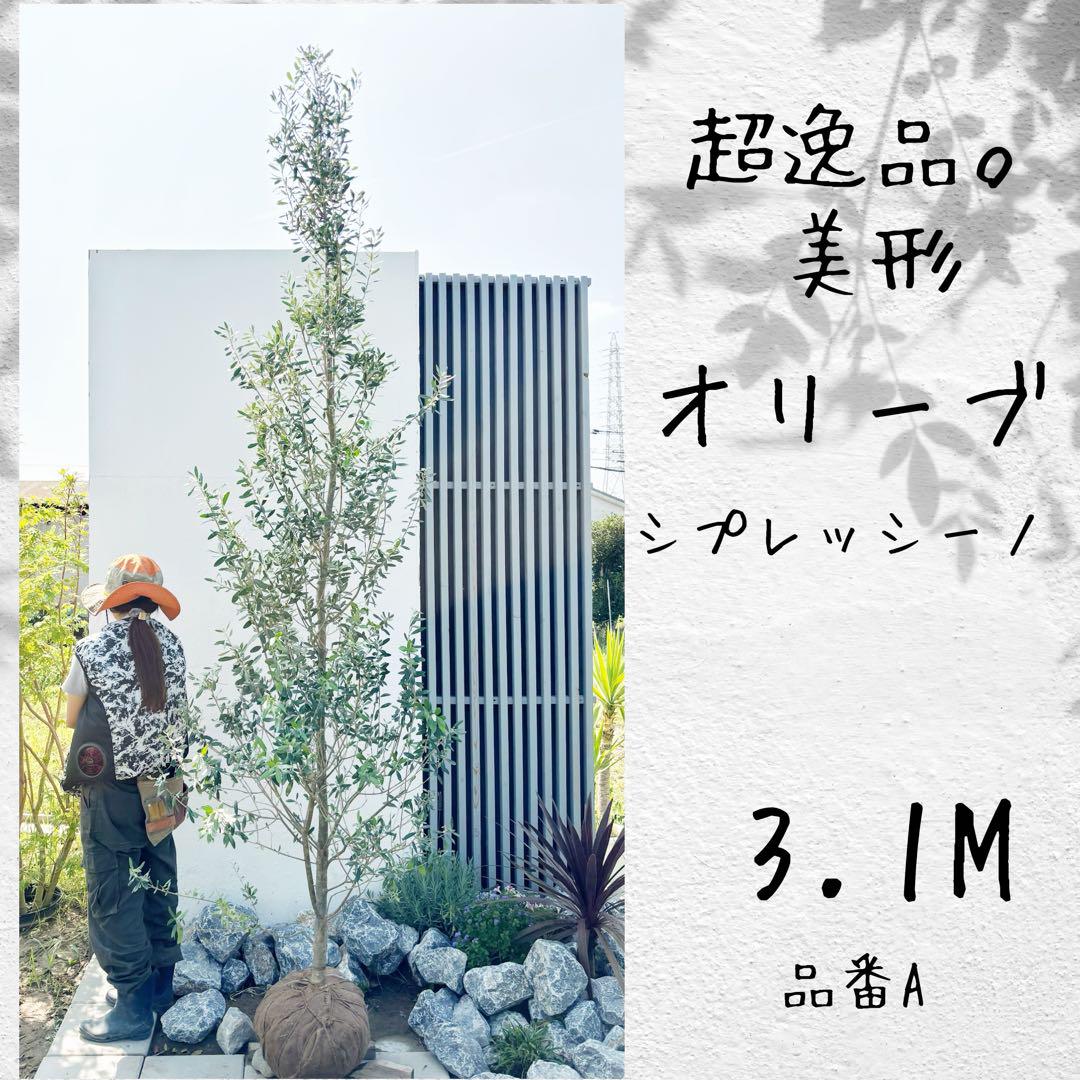 超逸品。美形オリーブ シプレッシーノ3.1M(鉢底から)品番B 超逸品。美形オリーブ シプレッシーノ3.1M(鉢底から)