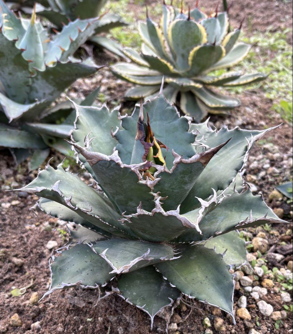 ソーラーエクリプス 地植え