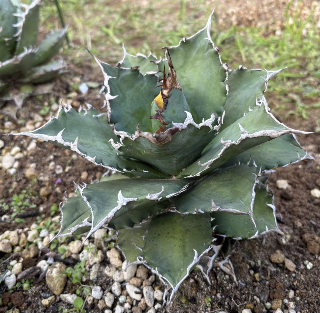 地植え