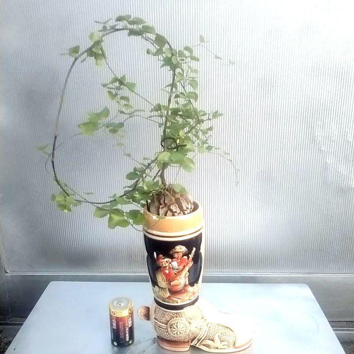 12800⤵️❇亀甲竜 特級品！陶器ブーツ ジョッキ植え
