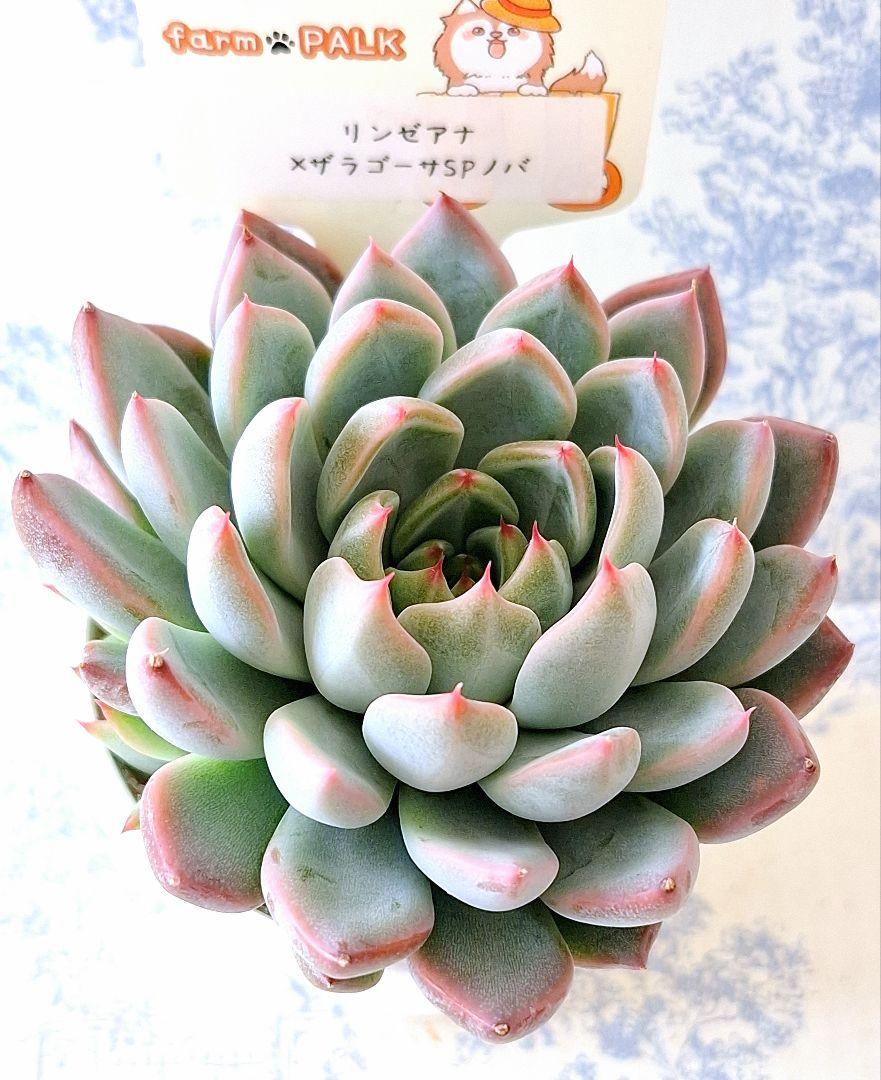 ワンピなど最旬ア！ リンゼアナ×ザラゴーサspノバ札付きポットごとメルカリ便 エケベリア・セダム