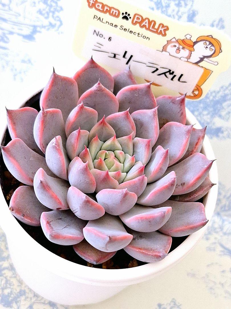 シェリーラズル札付きポットごとメルカリ便ファームパルクさん苗