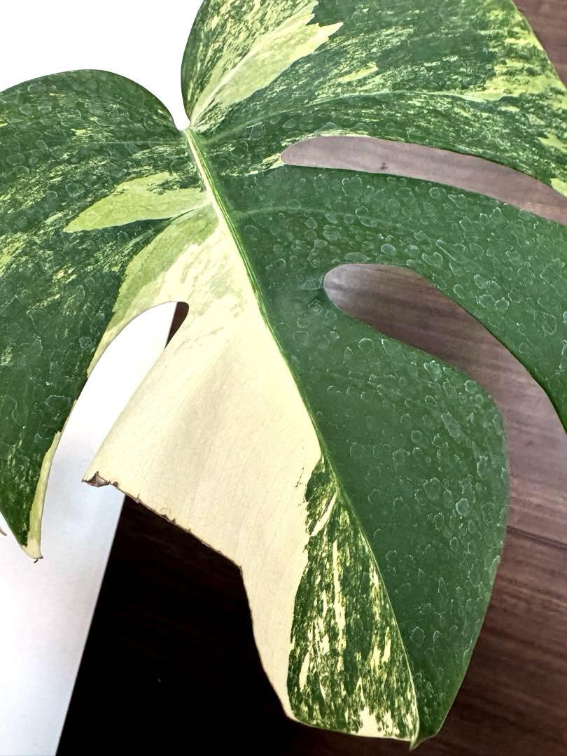 Monstera Deliciosa Yellow Marilyn - Xanh Xanh Urban Forest