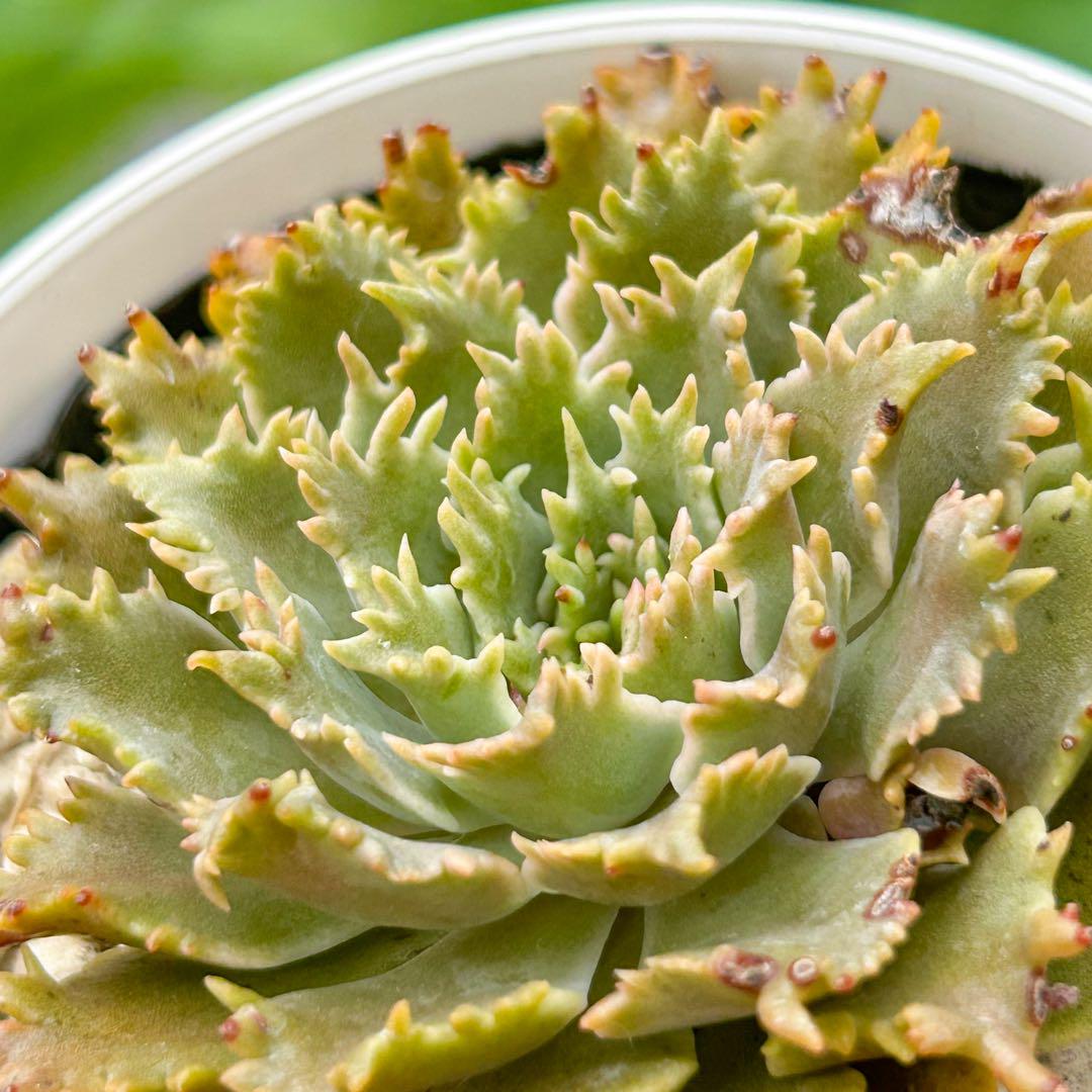 新入荷 多肉植物 エケベリア スターファイヤー 超美苗 レア種