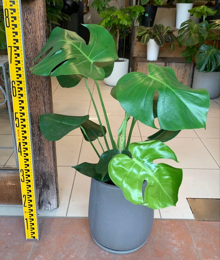 モンステラ デリシオーサ ファイバー鉢 お皿付き