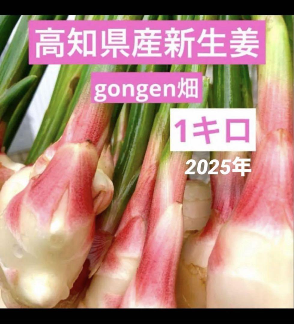 朝どれ新生姜6kg 高知県産 農家直送 高知県産新生姜 1kg：高知県産のその他薬味・スパイス