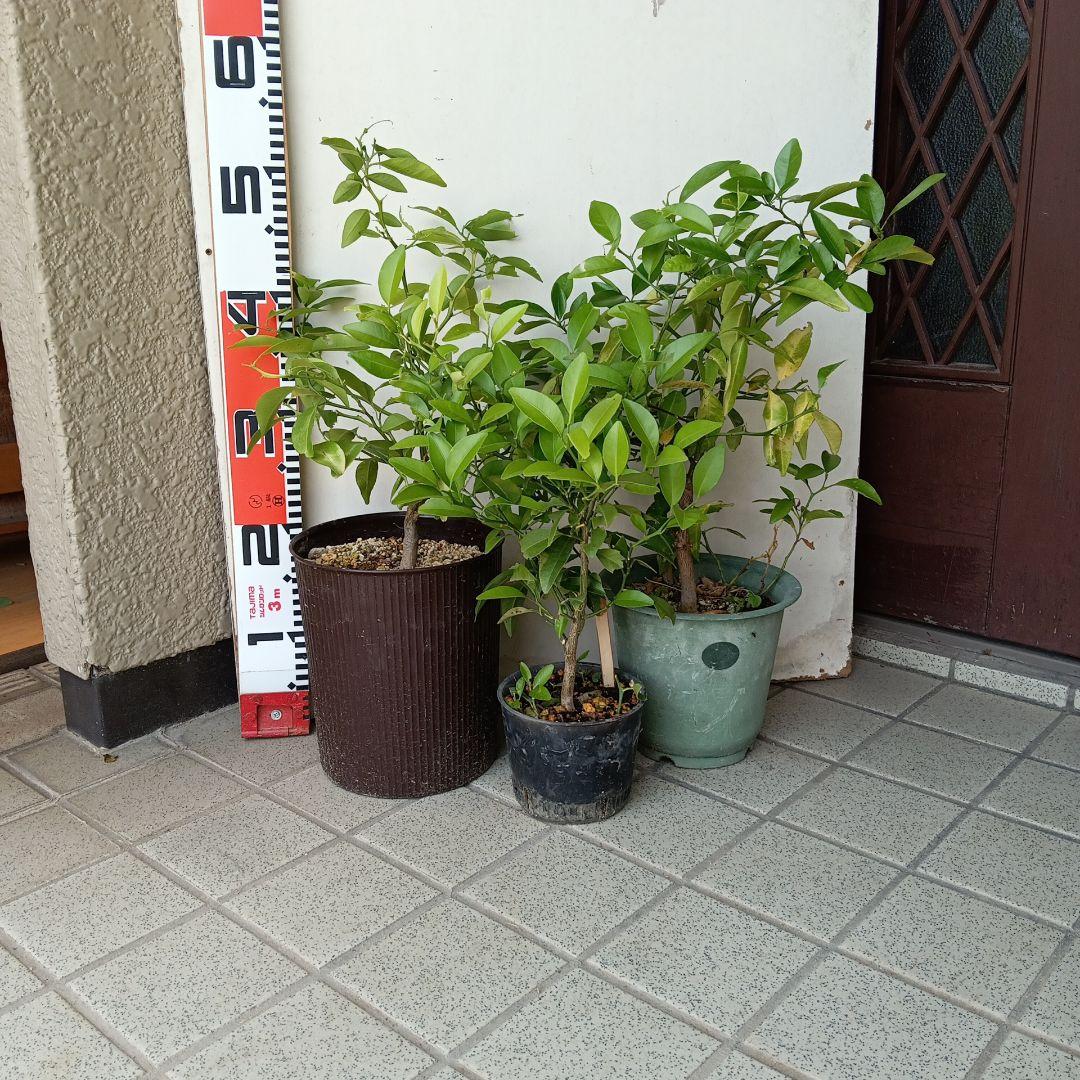 柑橘系の苗木　3本セット 農薬不使用