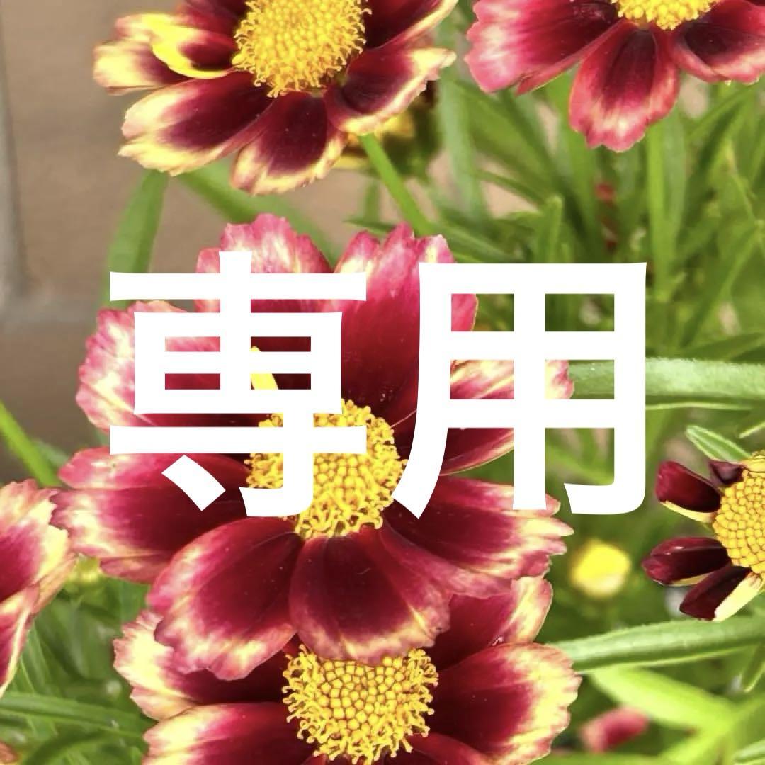 メルカリ便【希少】【大株】コレオプシス　レッドムーン　4号ボット苗《6/29》花