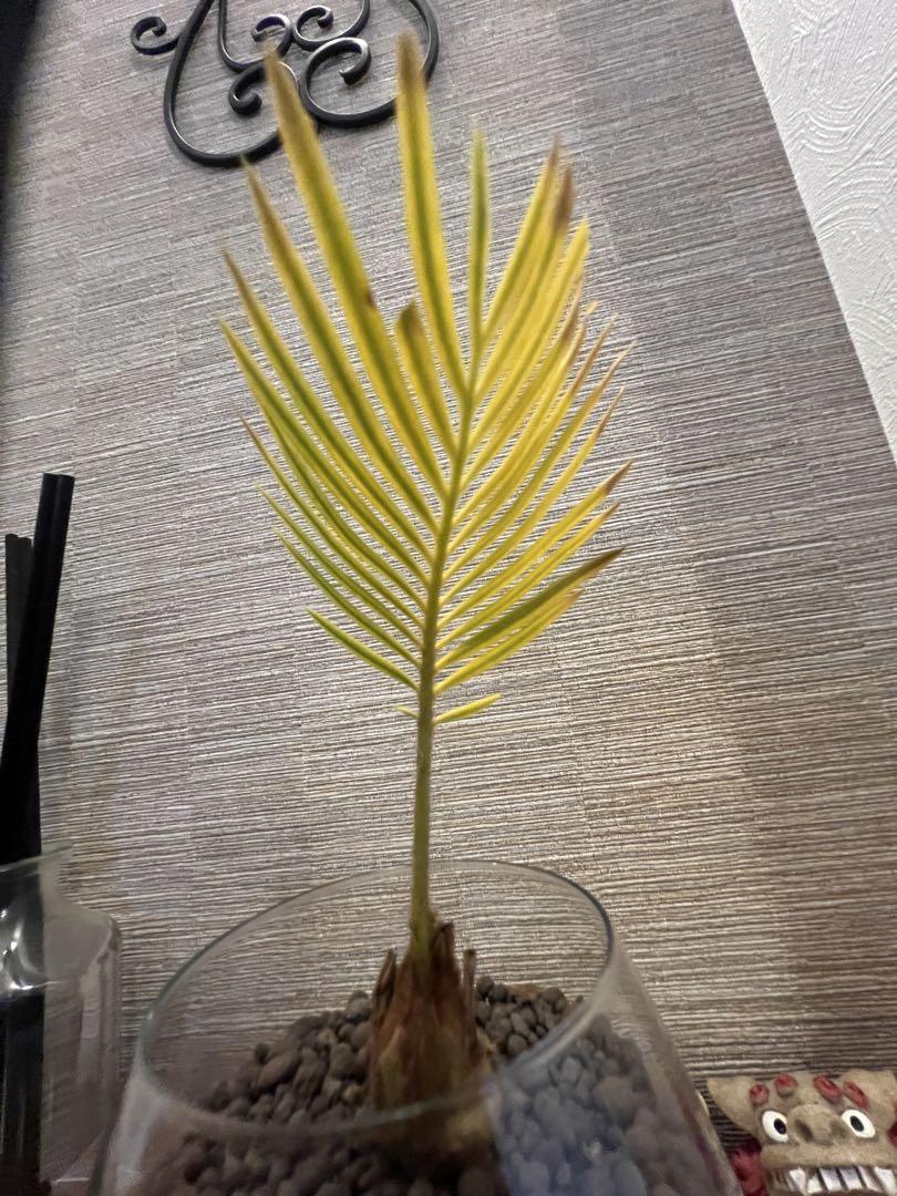 ソテツ　蘇鉄　斑入り　3️⃣