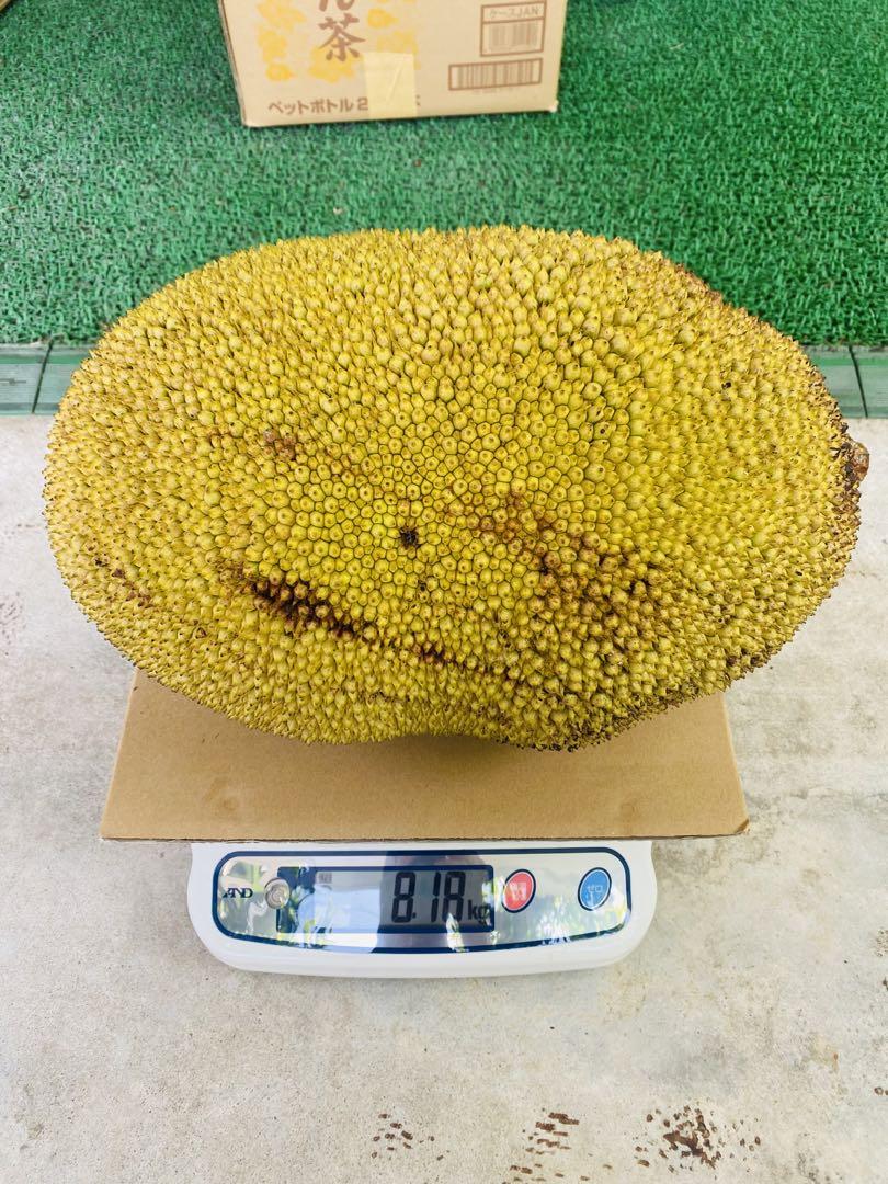 石垣島産パラミツジャックフルーツ8.5kg