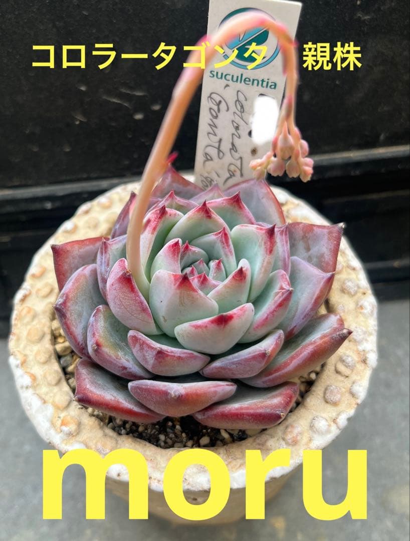 2025実生苗セットu