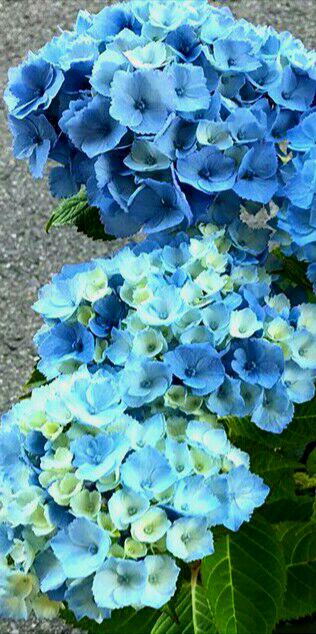 名入れ無料 紫陽花 ブルーソーダ 1苗 根付き 青白 庭花 ガーデンフラワー 水色 植物