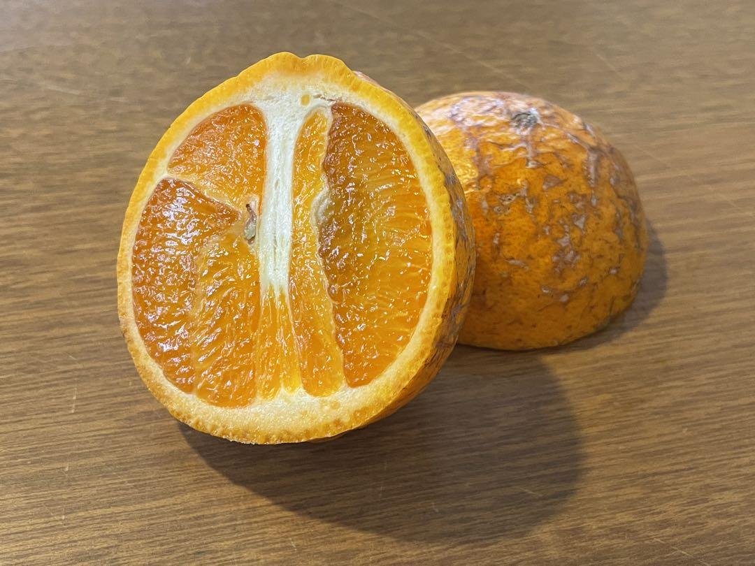 屋久島産たんかん　キズアリ品10kg 在庫限り