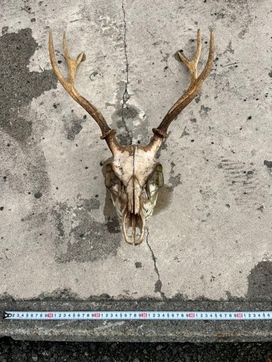 第一ネット 鹿の角頭蓋骨つき 置物 Infotex Kz 第一ネット 鹿の角頭蓋骨つき 置物 Infotex Kz