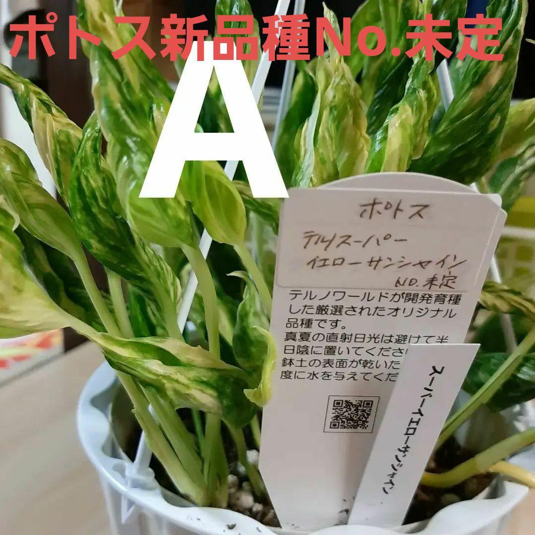 ポトス新品種　No.未定テルノスーパーイエローサンシャイン　　画像現品発送