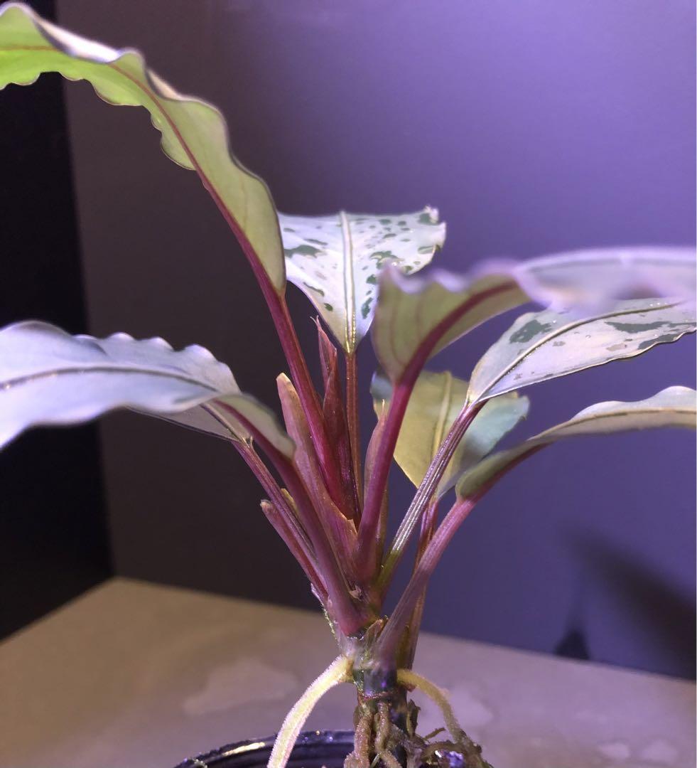 あ*ぶ様 陰性水草Bucephalandra motleyana \"名前はまだな