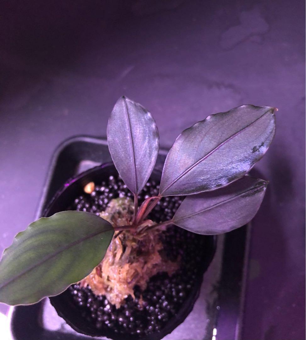 あ*ぶ様 陰性水草Bucephalandra motleyana \"名前はまだな