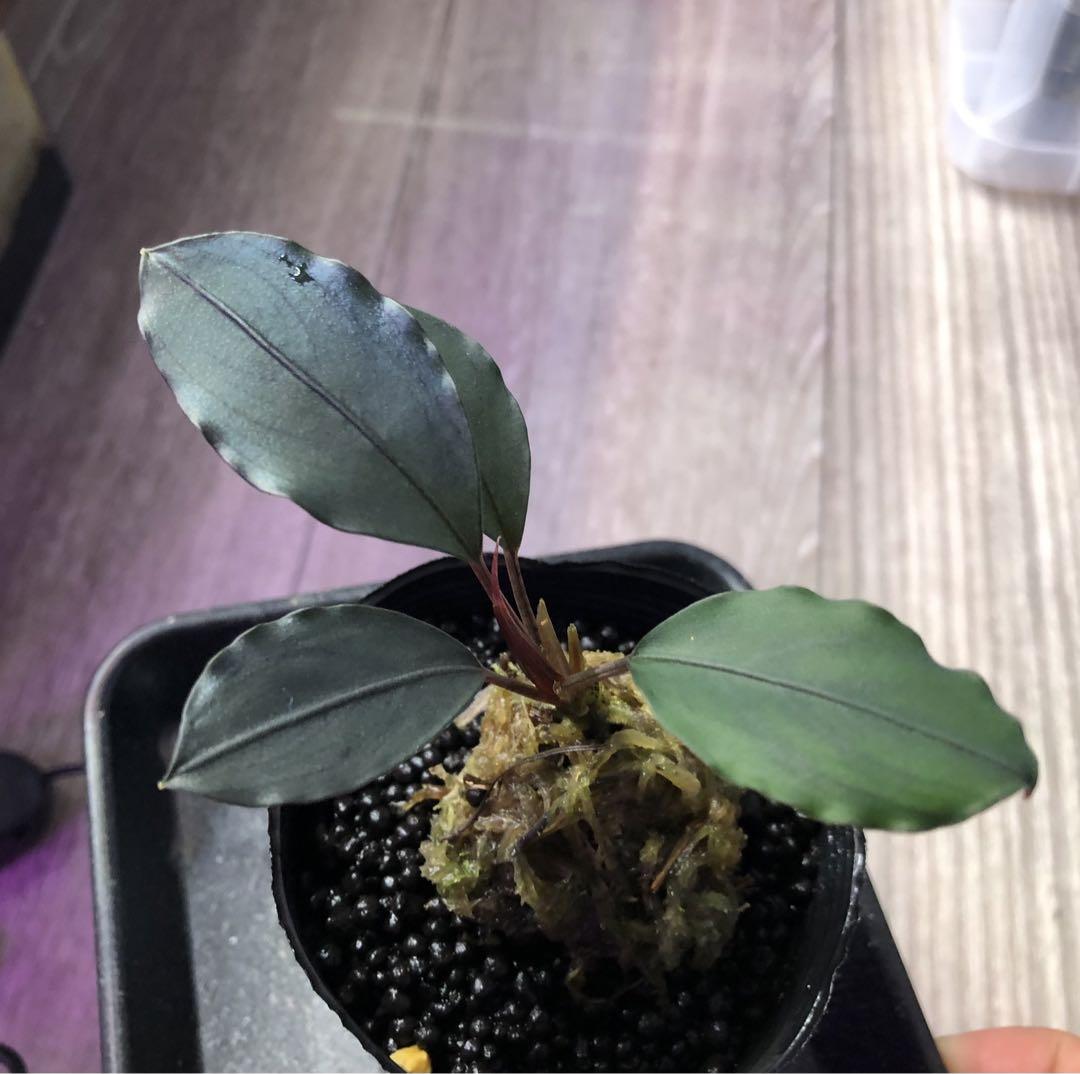 あ*ぶ様 陰性水草Bucephalandra motleyana \"名前はまだな