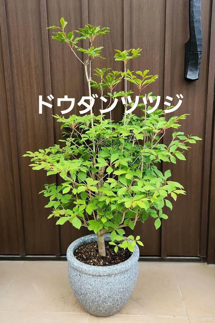 ドウダンツツジ　灯台躑躅　石膏鉢植え　苗