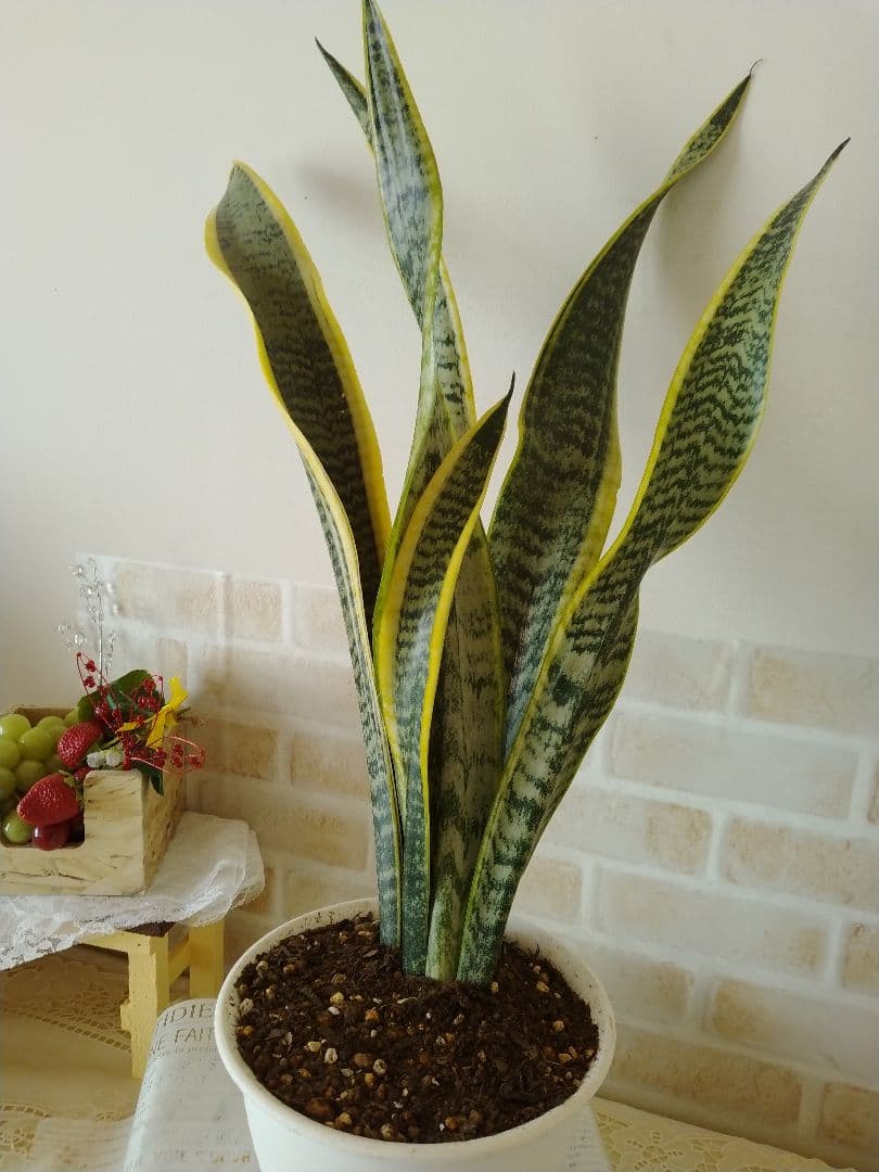 観葉植物 空気清浄効果 サンスベリア苗 ６本立て Fodexpo Com Co