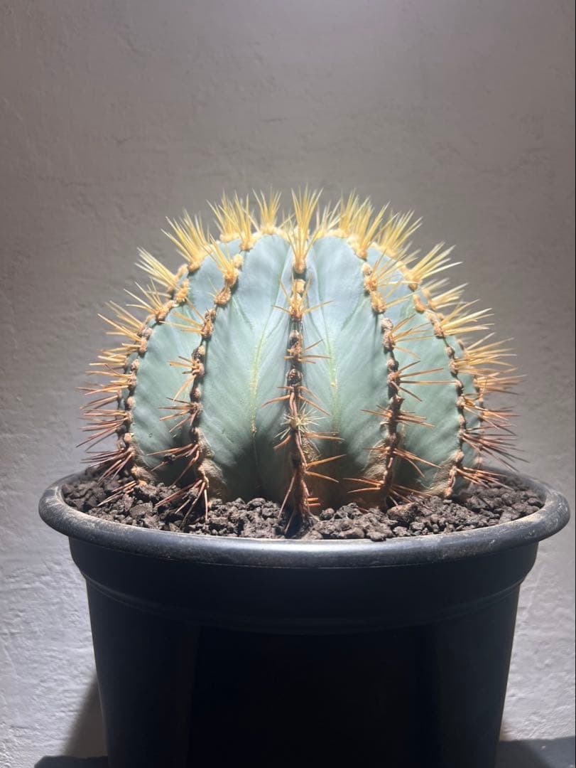 フェロカクタス