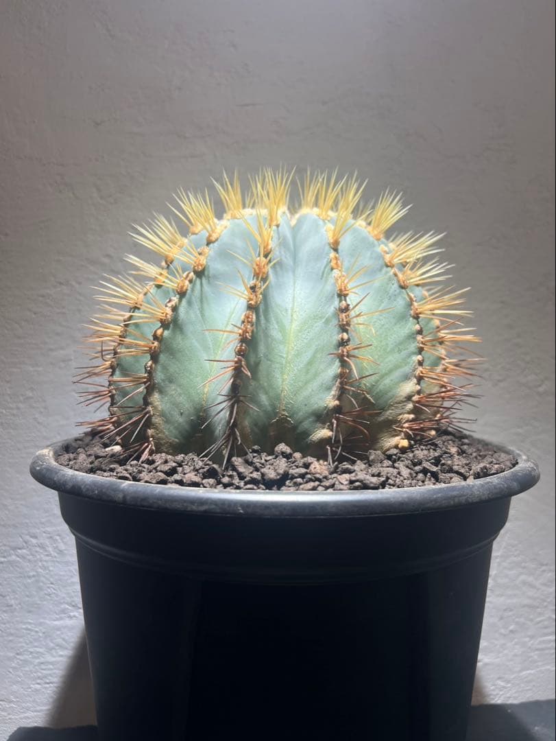 フェロカクタス 王冠竜