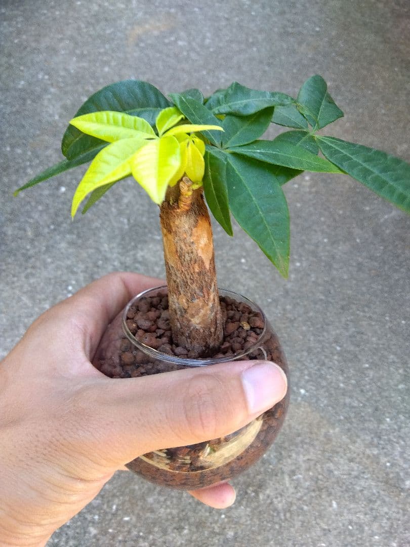 パキラ 斑入り